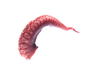 tentacles of octopus isolated on white background