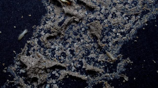 termite walking on floor background	