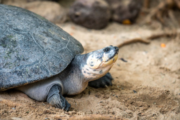 Big turtle. Adult female flatback sea turtle