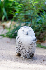 portrait of a beautiful snow owl. Bubo scandiacus.