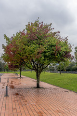 two-colored tree in the city