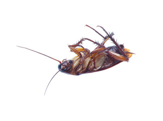 COCKROACH WHITE ISOLATED BACKGROUND