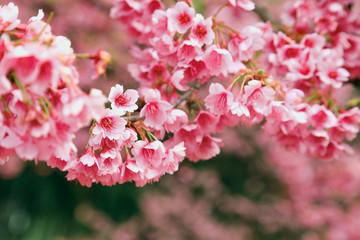 Vintage sakura or cherry blossom