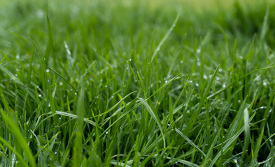pasto verde con gotas de agua