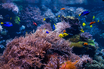 Fototapeta na wymiar beautiful underwater world with tropical fish