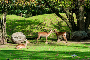 Roe Deer in the Forest. Two wild animals standing close together.