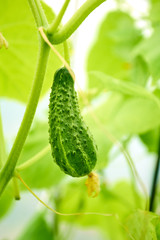In the greenhouse grows a young cucumber