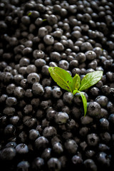 Fresh Bilberries. Texture blueberry berries close up