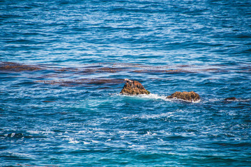 Seal in the ocean