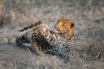An adorable leopard cub (approximately six months old) plays with its tail.  Image taken in the Masai Mara, Kenya.