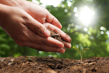 Agriculture. Growing plants. Plant seedling