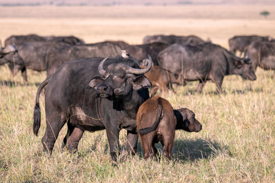 Mother cape buffalo with a young calf close by her side, with the rest of the herd showing in the background.  Image taken in the Masai Mara, Kenya.
