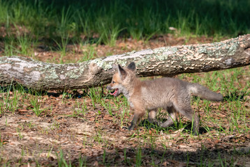 Red fox kit running through the grass with a fallen log in the background
