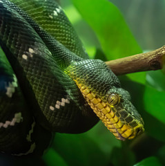 Green snake wrapped around branch looking down