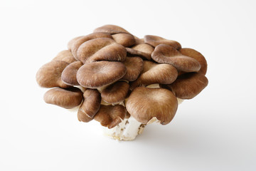 霜降りヒラタケ