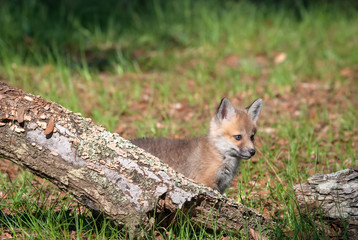 Red fox kit standing behind a log