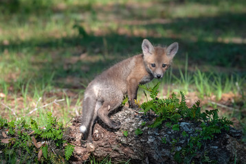 Red fox kit standing on a fern covered log, looking directly at the camera.