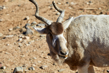 Close up an Addax Antelope