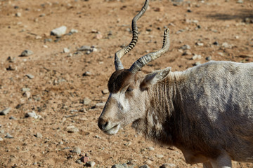 An Addax Antelope with a Broken Horn