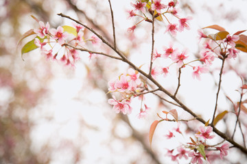 Beautiful cherry blossom or sakura in spring time over  sky