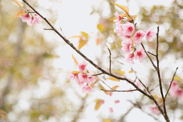 Beautiful cherry blossom or sakura in spring time over  sky