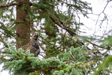Spruce Grouse perched in a spruce tree, Katmai National Park, Alaska, USA