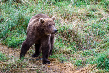 Sub-adult brown bear on a path in the grass, Katmai National Park, Alaska, USA