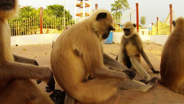 langurs gray monkeys sit on floor one female with baby close up city park Kolkata