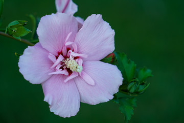 Pink Chiffon Rose of Sharon Hibiscus