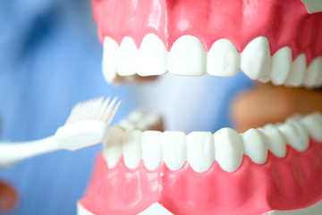 hands of a dentist, he is demonstrating how to brush your teeth properly. To clean the teeth and oral cavity.