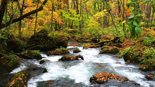 Beautiful leaves of autumn season fall in the Oirase Mountain Stream and flow through the beautiful autumn forest at Oirase Gorge in Towada Hachimantai National Park at Aomori Prefecture, Japan.