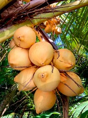 Grappe de cocos