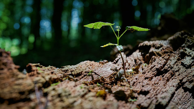 Junger Ahorn auf einem abgestorbenen Baumstamm im Th&uuml;ringer Wald in Deutschland 
