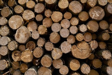 abgesägte Baumstämme in einem Wald in Deutschland