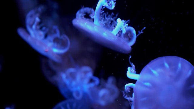 olorful Upside-down jellyfish's floating background in aquarium