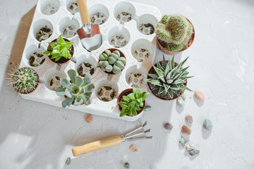 Photo of preparing a group of succulents and cacti for transplanting.