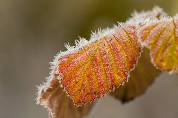 leaves with hoarfrost after freezing