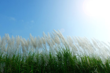 Obraz premium White Grass flowers in blue sky.