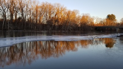 reflection of trees in water