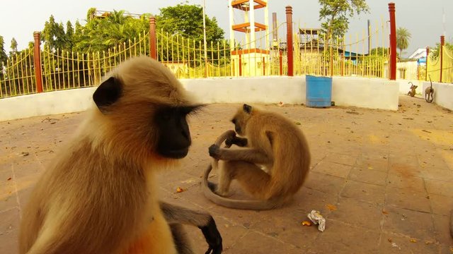 life of langur monkeys sit clean itselves and play close up city park of Kolkata