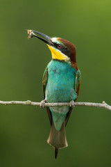 European bee-eater in the natural environment, wildlife, close up, Europe, Merops apiaster 