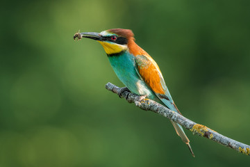 European bee-eater in the natural environment, wildlife, close up, Europe, Merops apiaster 