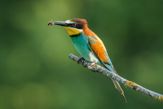 European bee-eater in the natural environment, wildlife, close up, Europe, Merops apiaster 