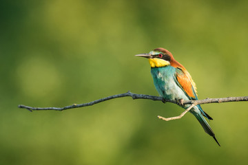 European bee-eater in the natural environment, wildlife, close up, Europe, Merops apiaster 