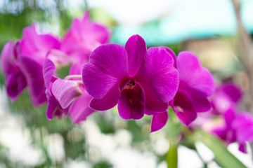 pink or purple Thai orchid flower blooming closeup