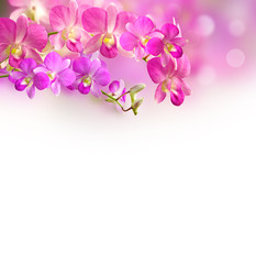 pink and purple orchid floral background with bokeh and copy space 