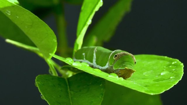 Oleander Hawk-moth Caterpillars on Thai lemon tree