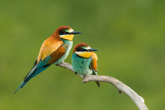 European bee-eater in the natural environment, wildlife, close up, Europe, Merops apiaster 