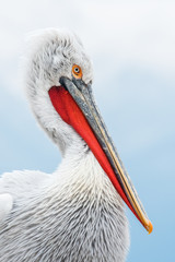 Dalmatian pelican in the natural environment, wildlife, Kerkini lake, close up, Pelecanus crispus