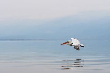Fototapeta na wymiar Dalmatian pelican in the natural environment, wildlife, Kerkini lake, close up, Pelecanus crispus